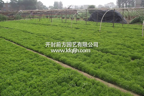 開(kāi)封前方園藝——五色草種草廠家直銷(xiāo)